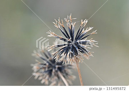 センダングサ／ひっつき虫(genus Bidens)　荒地　売地 131495872