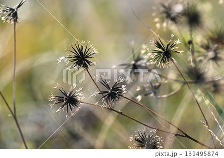 センダングサ／ひっつき虫(genus Bidens)　荒地　売地 131495874