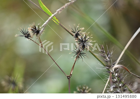センダングサ/ひっつき虫(genus Bidens) 荒地 売地 センダングサ/ひっつき虫(genus Bidens) 荒地 売地 131495880