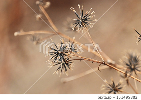 センダングサ／ひっつき虫(genus Bidens)　荒地　売地 131495882