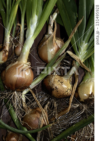 Close up of home grown onions just pulled from the ground with soil on them Close up of home grown onions just pulled from the ground with soil on them 131495928