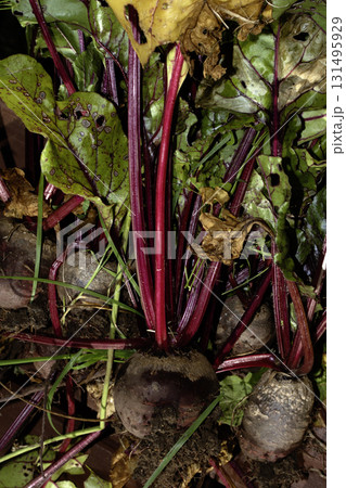 Close up of home grown beetroot picked from the ground with soil still on them fresh produce Close up of home grown beetroot picked from the ground with soil still on them fresh produce 131495929
