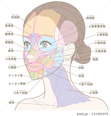 斜めの角度から見た顔の筋肉と広頚筋（名称あり） 131495970