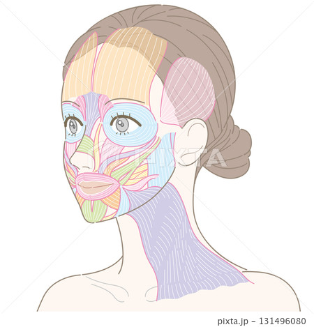 斜めの角度から見た顔の筋肉と広頚筋(名称なし) 斜めの角度から見た顔の筋肉と広頚筋(名称なし) 131496080