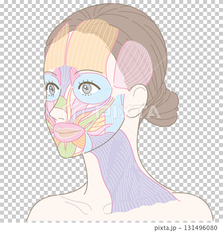 斜めの角度から見た顔の筋肉と広頚筋(名称なし) 斜めの角度から見た顔の筋肉と広頚筋(名称なし) 131496080