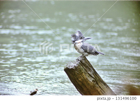 水辺に残った倒木の上で振り返るヤマセミ 水辺に残った倒木の上で振り返るヤマセミ 131496100