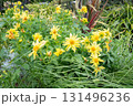 初夏に咲く黄色い花 131496236