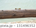 蜂の交尾 131496352