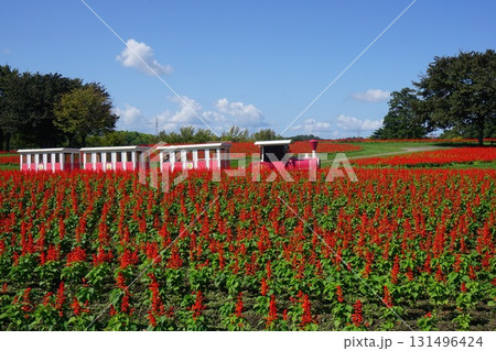 日本最大級のフラワーパーク「とっとり花回廊」：サルビア満開の花の丘 131496424
