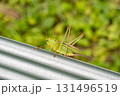 キリギリス 131496519