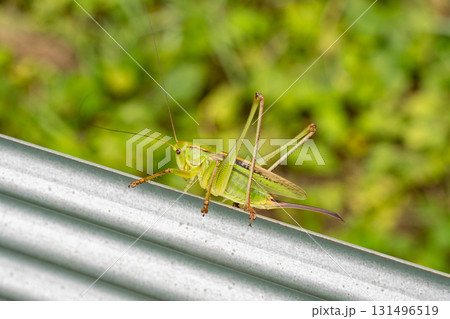 キリギリス 131496519