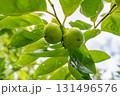 未熟な柿の木 131496576