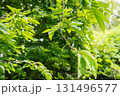 未熟な柿の木 131496577
