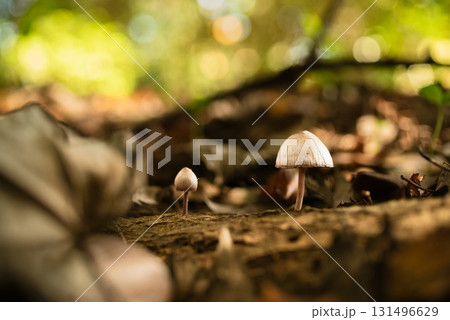 森の中のきのこ 森の中のきのこ 131496629