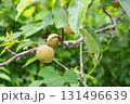 未熟な梨の木 131496639