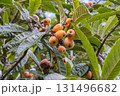 熟しすぎた枇杷の木 131496682