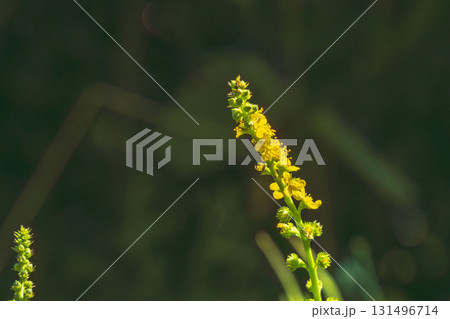 秋の花　金水引の黄色の花03 131496714