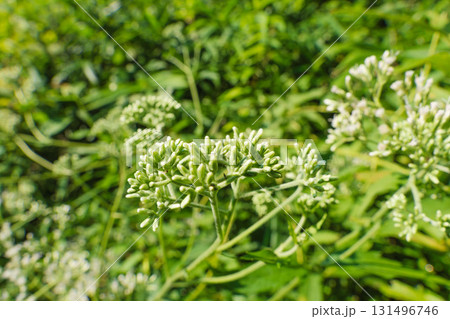 秋の森　ヒヨドリバナの蕾をアップで撮影04 131496746