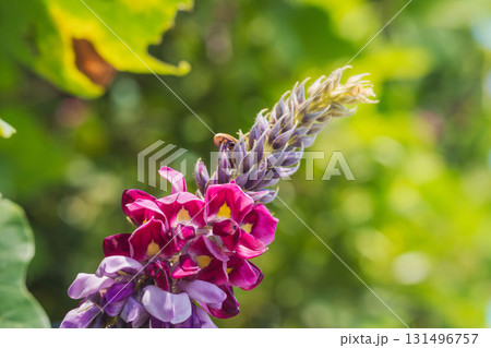 秋の森　ピンクと紫色の葛の花のアップ01 131496757