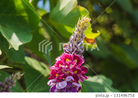 秋の森　ピンクと紫色の葛の花のアップ02 131496758