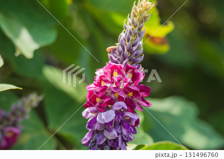秋の森 ピンクと紫色の葛の花のアップ04 秋の森 ピンクと紫色の葛の花のアップ04 131496760