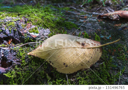 秋の森　紅葉した落ち葉に日差しが差し込む04 131496765