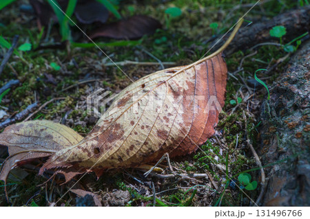 秋の森　紅葉した落ち葉に日差しが差し込む05 131496766
