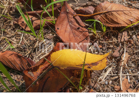 秋の森　紅葉した落ち葉に日差しが差し込む07 131496768