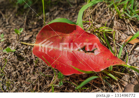 秋の森 紅葉した落ち葉に日差しが差し込む11 秋の森 紅葉した落ち葉に日差しが差し込む11 131496772