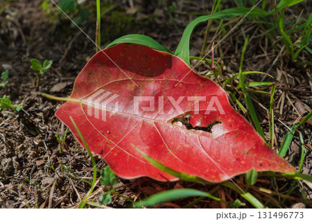 秋の森 紅葉した落ち葉に日差しが差し込む12 秋の森 紅葉した落ち葉に日差しが差し込む12 131496773