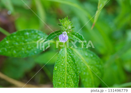 秋の森 紫のキツネノマゴの花のマクロ撮影03 秋の森 紫のキツネノマゴの花のマクロ撮影03 131496779