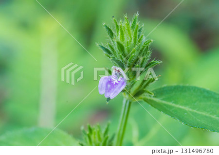 秋の森 紫のキツネノマゴの花のマクロ撮影04 秋の森 紫のキツネノマゴの花のマクロ撮影04 131496780