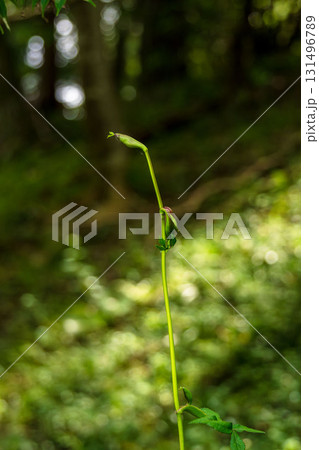 秋の森 日差しをあびるノダケの蕾04 秋の森 日差しをあびるノダケの蕾04 131496789