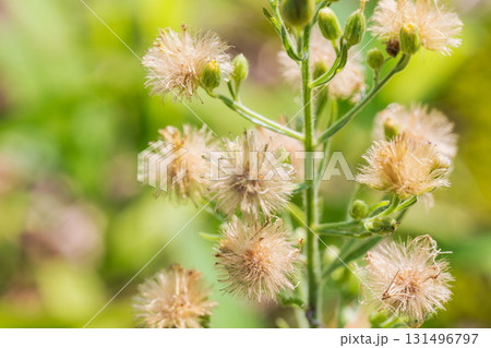 秋の森　野草の蕾と綿毛が輝く03 131496797