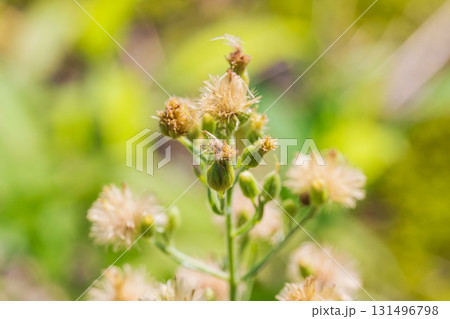 秋の森　野草の蕾と綿毛が輝く04 131496798