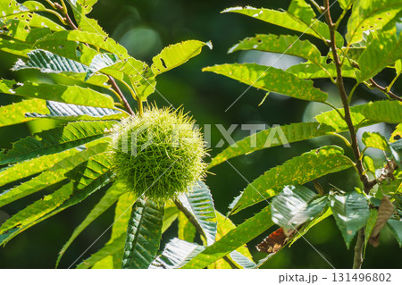 秋の森　緑のイガグリのアップ06 131496802