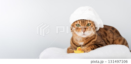 Bengal cat in a towel with a rubber ducky Bengal cat in a towel with a rubber ducky 131497106