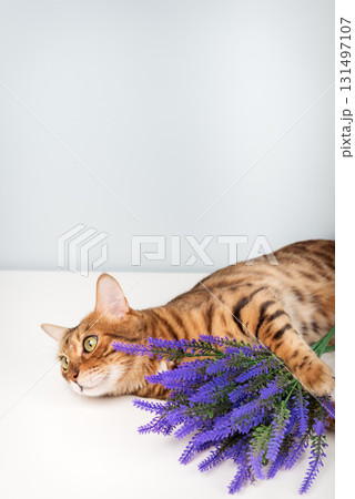 Bengal cat with purple flowers 131497107