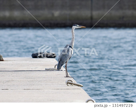 海辺に佇むアオサギ 131497219