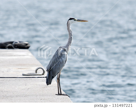 海辺に佇むアオサギ 海辺に佇むアオサギ 131497221