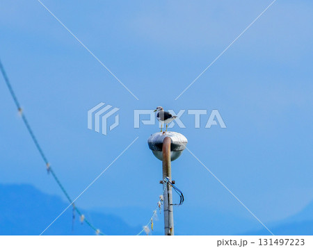 海辺で休むカモメ 131497223