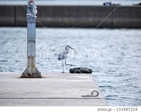 海辺に佇むアオサギ 131497224