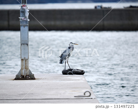 海辺に佇むアオサギ 131497225