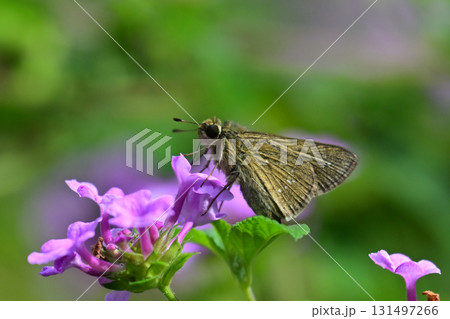 かわいいセセリチョウ(small branded swift) 131497266
