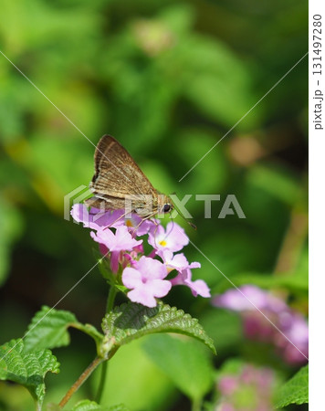 かわいいセセリチョウ(small branded swift) 131497280
