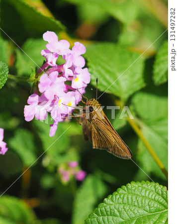 かわいいセセリチョウ(small branded swift) 131497282