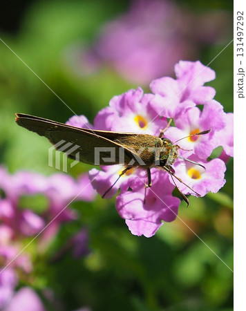 かわいいセセリチョウ(small branded swift) 131497292