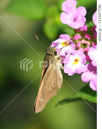 かわいいセセリチョウ(small branded swift) 131497296