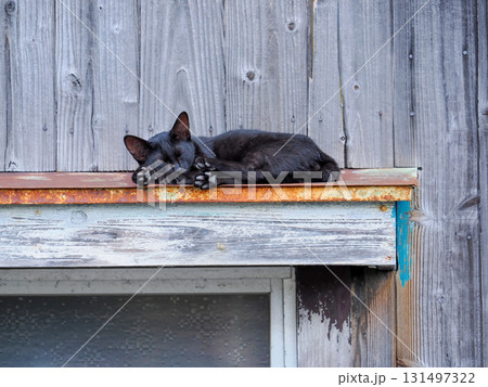 黒猫のいる風景 131497322