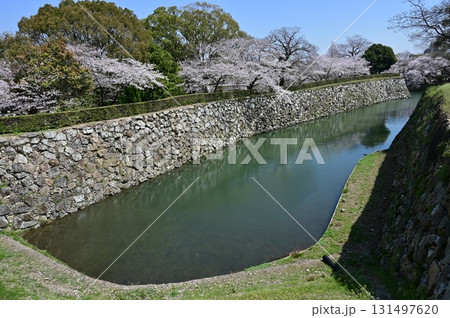 内船場蔵南石垣の水堀とソメイヨシノ（姫路城） 131497620